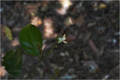 Xanthophyllum flavescens